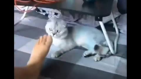 Funniest Cats 😹 - Don't try to hold back Laughter 😂 - Funny Cats Life