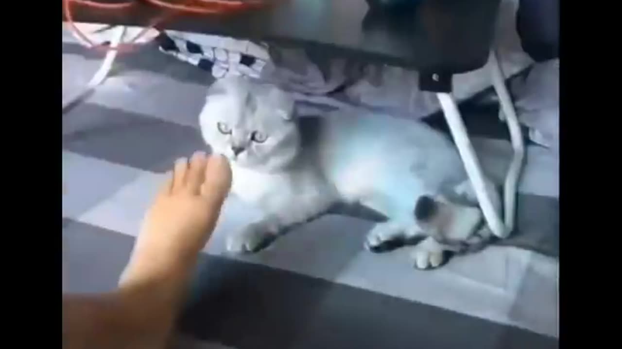 Funniest Cats 😹 - Don't try to hold back Laughter 😂 - Funny Cats Life