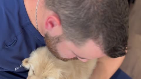 Golden Retriever Puppy gets chiropractic adjustment