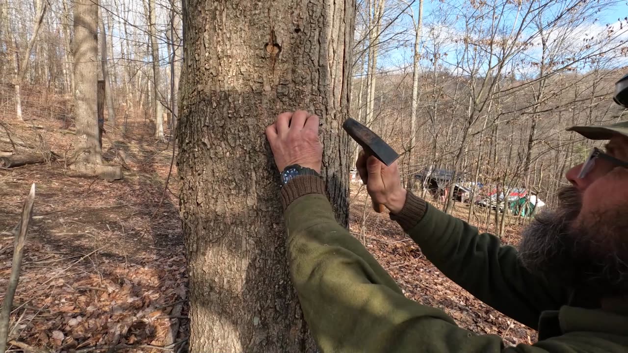 Tapping Maple Trees