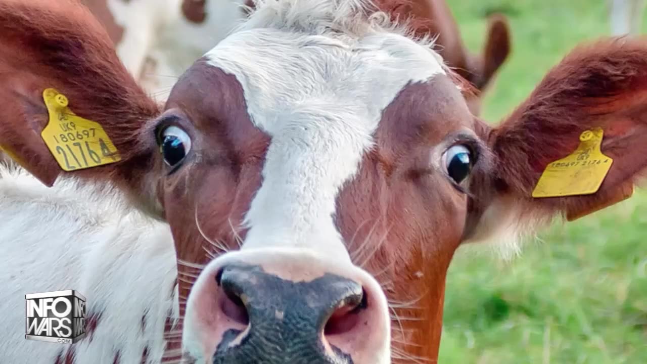 Bill Gates: Fix The Cows - Put Spike Proteins In 'Beef' - They're Coming For Everybody