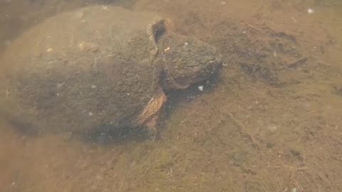 Snapping Turtle