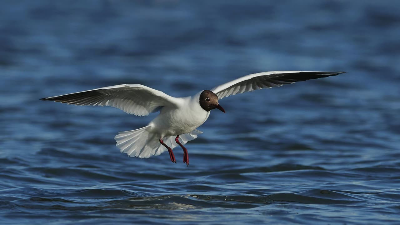 The Black-Headed Gull: Close Up HD Footage (Chroicocephalus ridibundus)