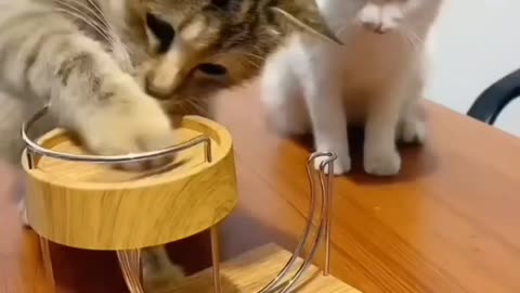 Funny cute cat video 🥹😂😻. Trying to complete the challenge 😂😂😂 They are in trouble 😱