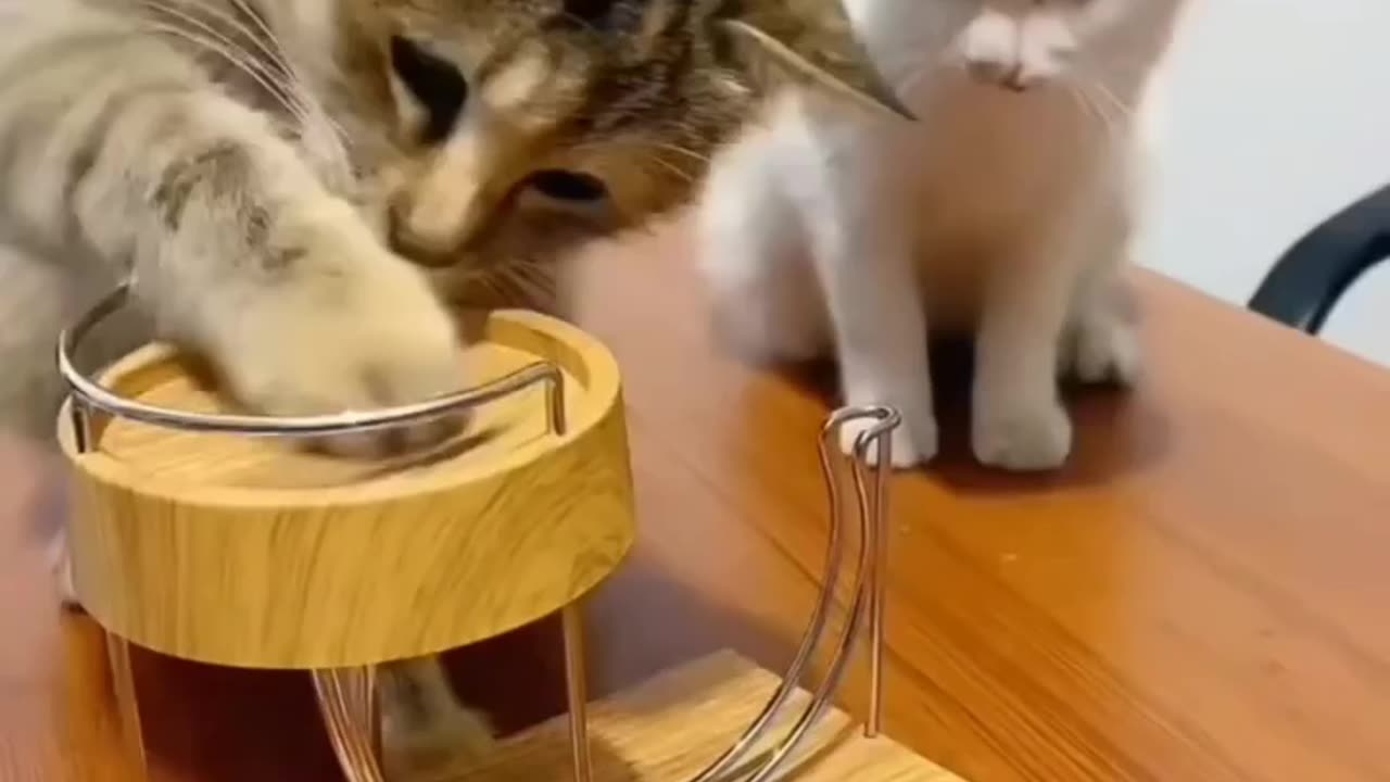 Funny cute cat video 🥹😂😻. Trying to complete the challenge 😂😂😂 They are in trouble 😱