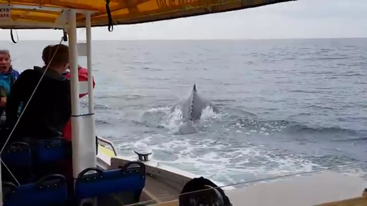 Whale jumps out of nowhere during sight seeing tour.