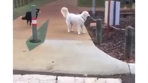 Funny Dog Video