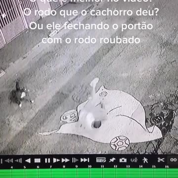 what's best in the video? the dog that knocks the owner down or him closing the gate