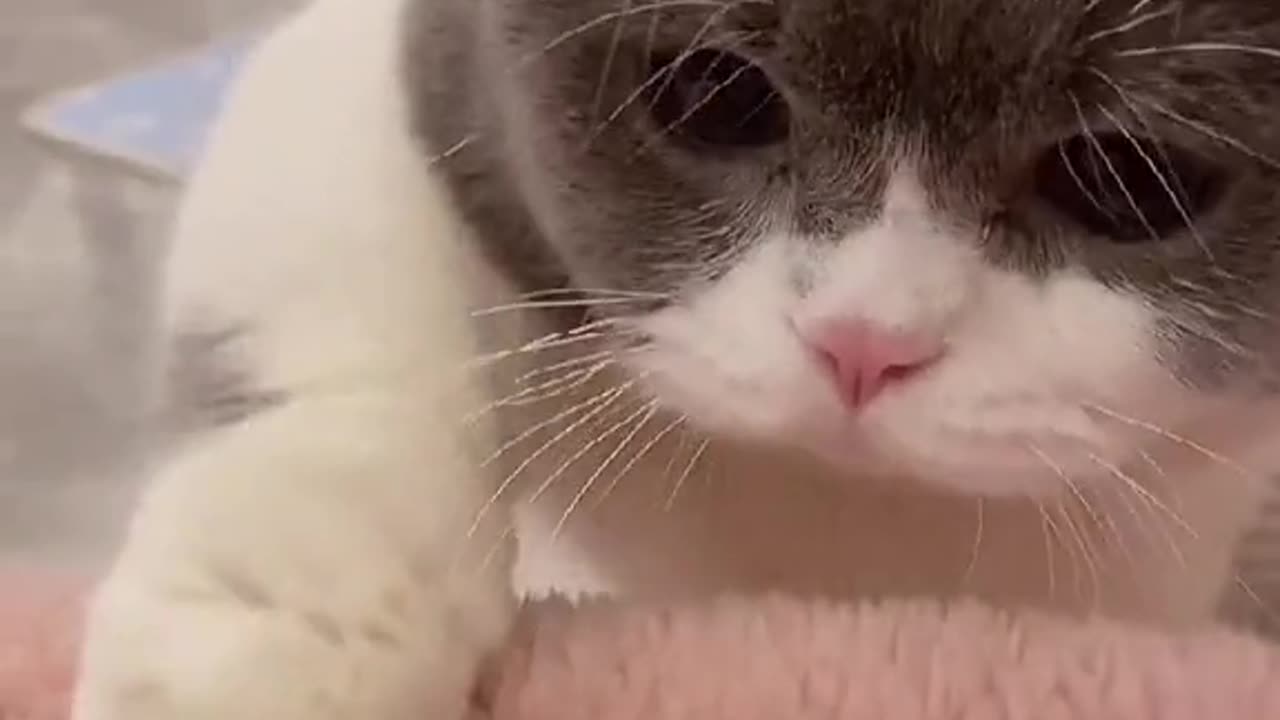 Like💕#cat #cats #catsoftiktok #kittycat #kitty #kitten #fyp #foryou #cute