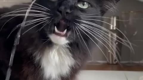 🙏❤️🎉🎉🎉🎊🎊🎊️SWEET AND FUNNY PETS SHOTS 🙏❤️❤️🎉🎉🎉🎊🎊🎊