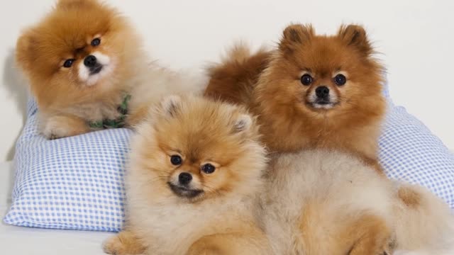 Top 10 Cutest Dog Breeds in the World