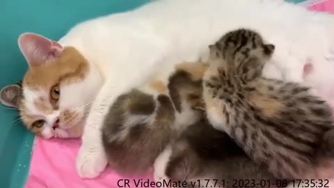 Mother cat notices that the kitten's eyes have opened and continues to do this to him