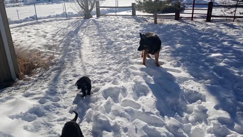 Puppies first day outside with dad