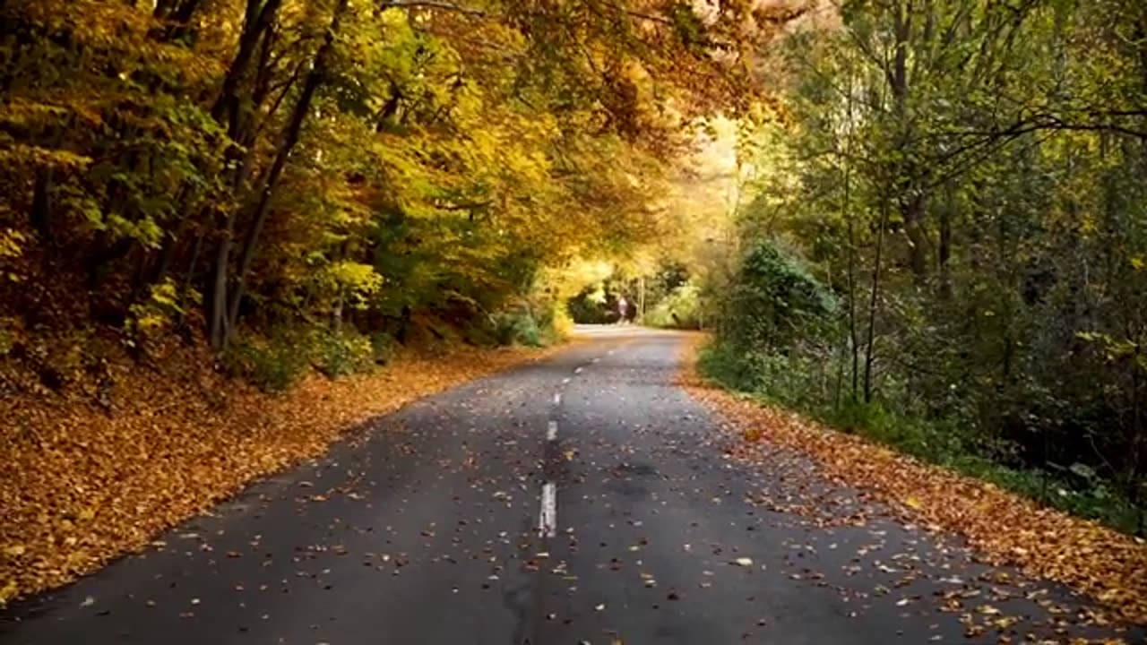 Autumn Season Free Stock Video Footage, Royalty-Free 4K & H - Free Stock Video - No Copyright - 4K