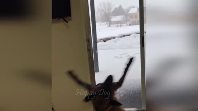 Funny dog vs fox