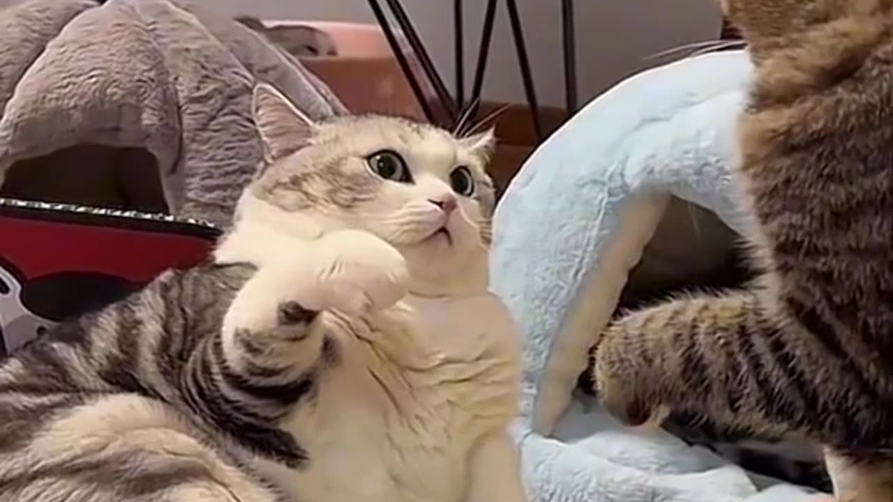 Cute cat fighting