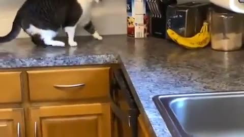 Funny - Cat vs Banana