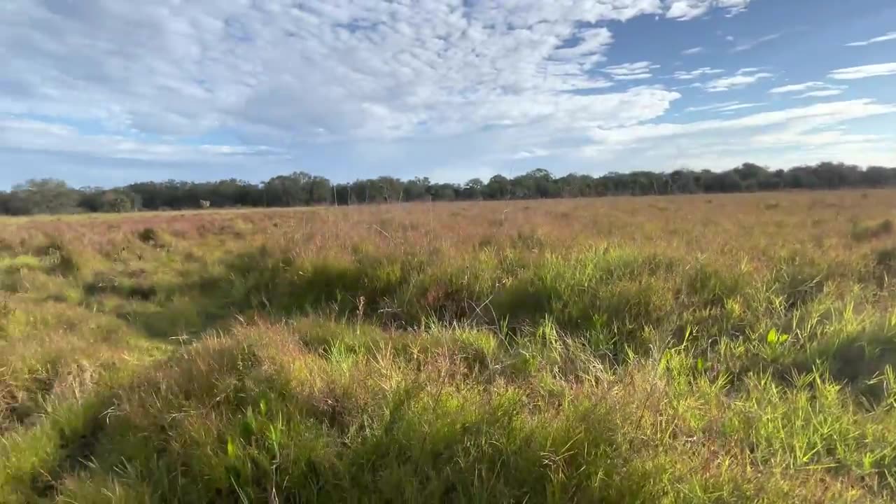 Wild Hog _ Boar hunt with dogs (Cane Corso catch dogs)