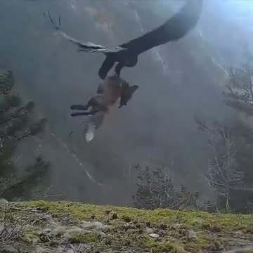 An Eagle flies off with its prey a fox