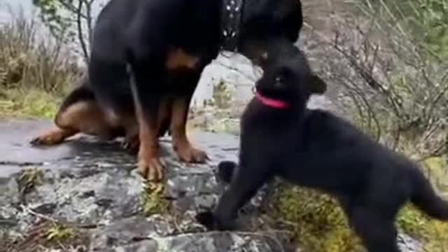 Purple leopard and a Rottweiler🐈⬛🐈⬛🐈⬛