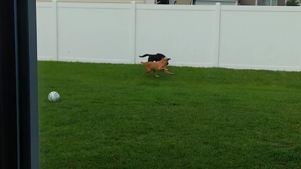 Labs CAN Jump!