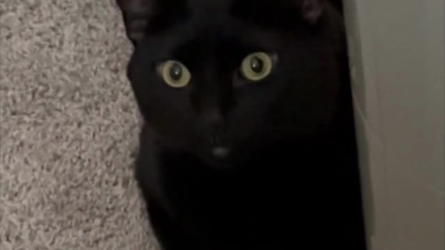 Adopting a Cat from a Shelter Vlog - Cute Precious Piper Sits Like a Loaf By the Fan #shorts