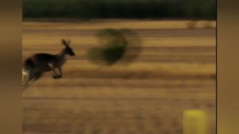 when the dingo attacks the kangaroo
