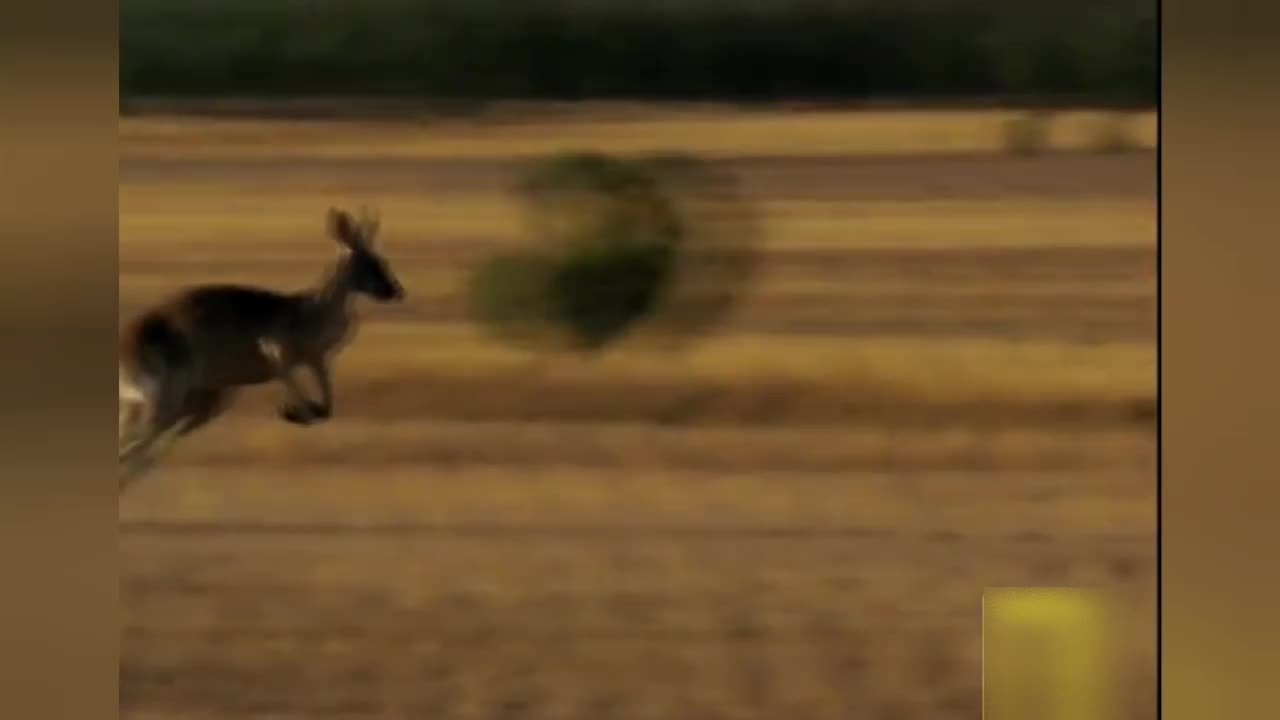when the dingo attacks the kangaroo