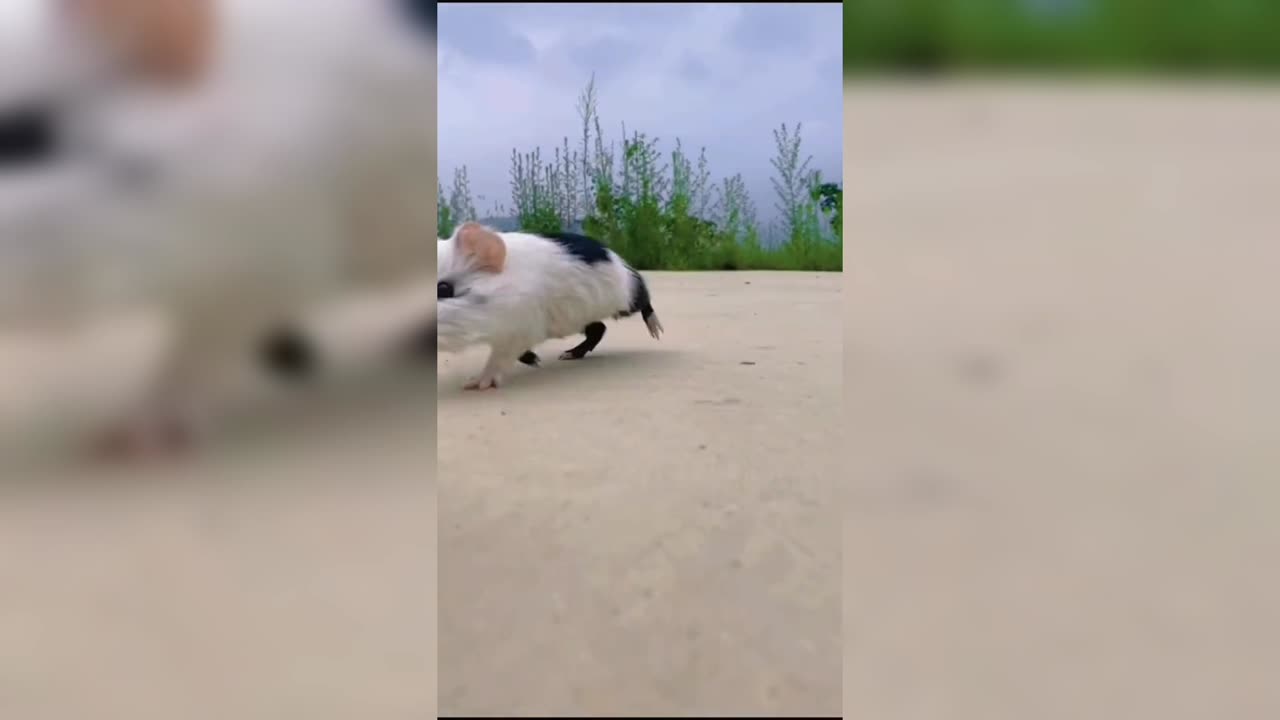 The pig team set off for happiness
