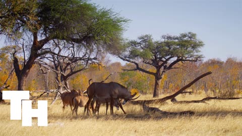 Zimbabwe