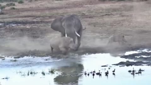 when the elephant meets the rhino