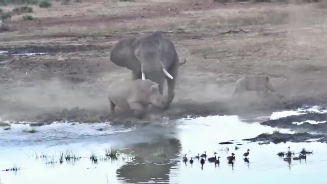 when the elephant meets the rhino