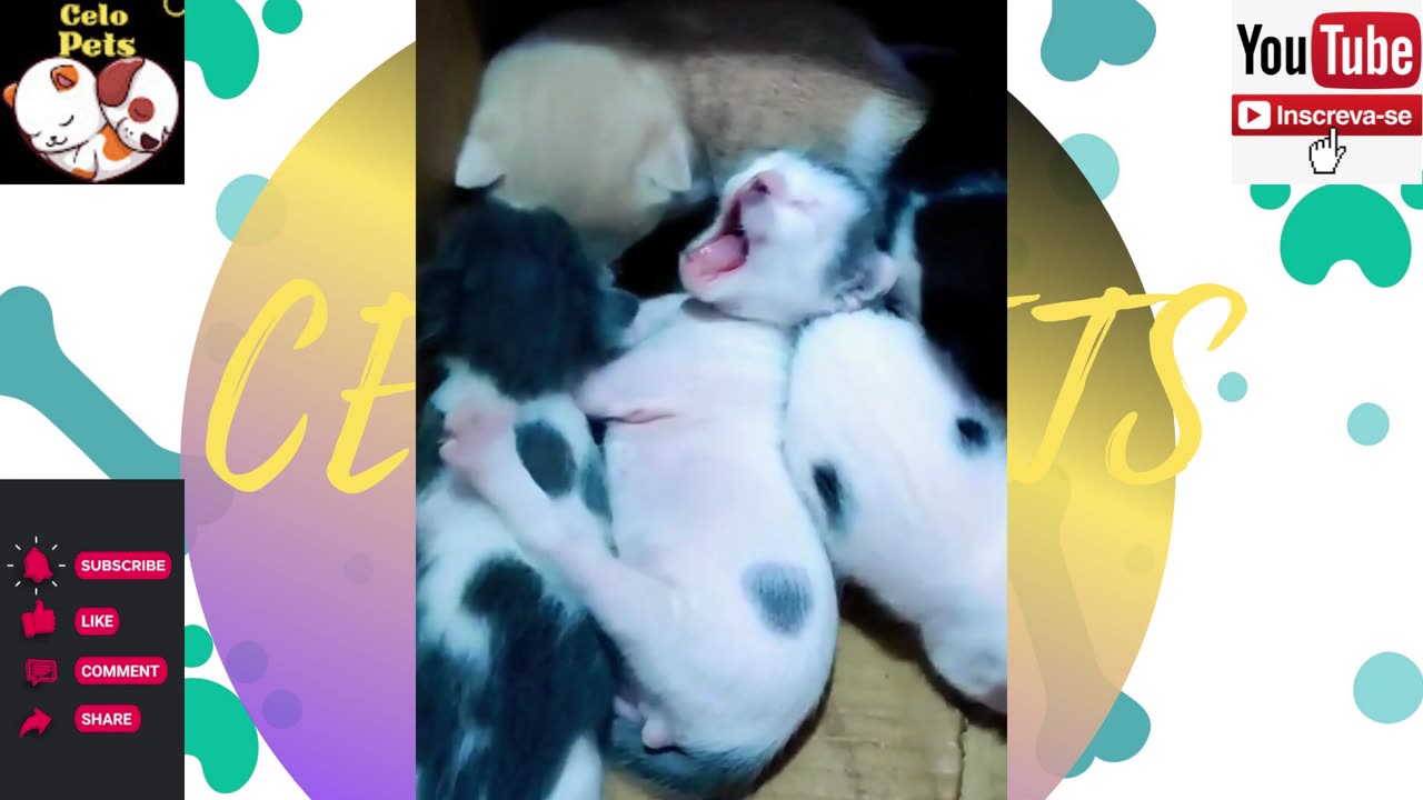 Animais Engraçados Funny Animals Channel 🐶🐱