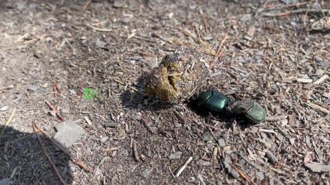 Dung Beetle Battle