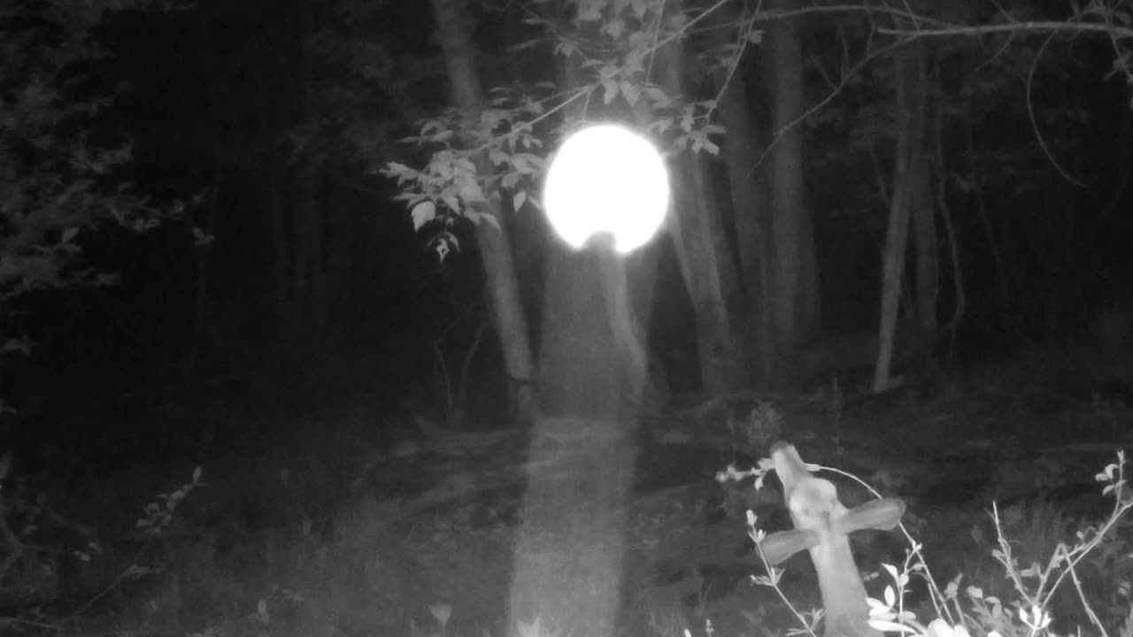 EVIDENCE Deer see ORBS IN THE WOODS