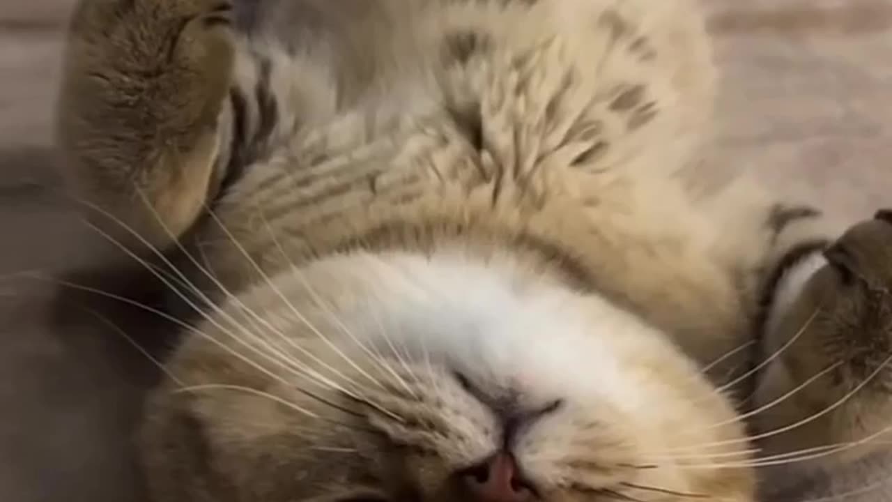 Cute Cat Video #shorts #reels #cute #cat #cats
