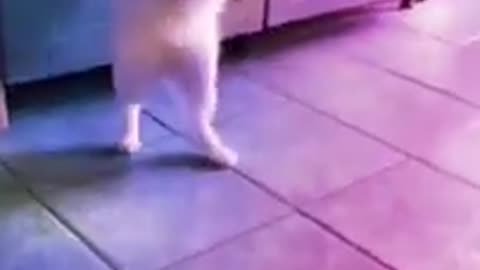 Cute Cat Dance