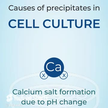 Are you observing cloudiness in your cell culture? #primarycells #cellculture #research