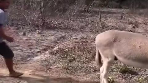 Funny videos