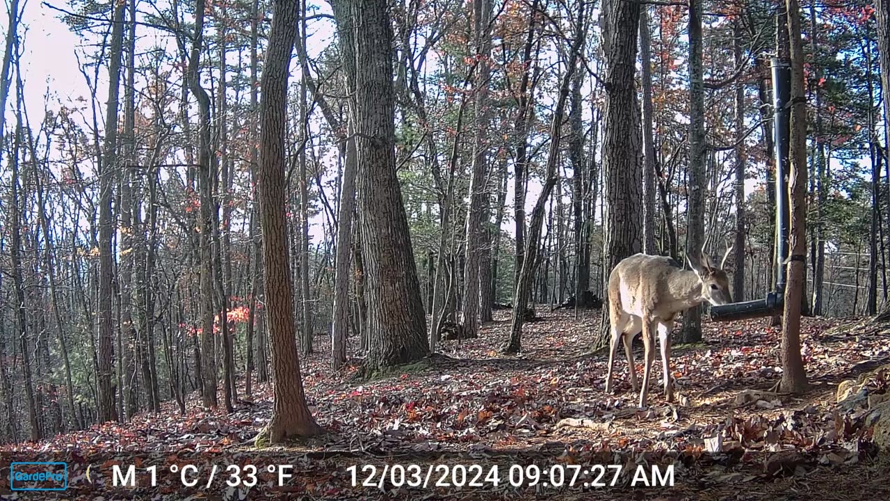 The Woods – 12/02/2024