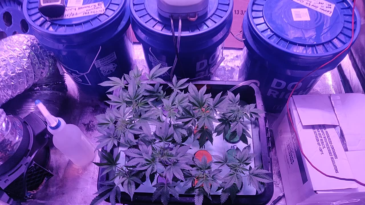 Fire OG, Blackberry x Hammer Clones (Transplant Next Week)