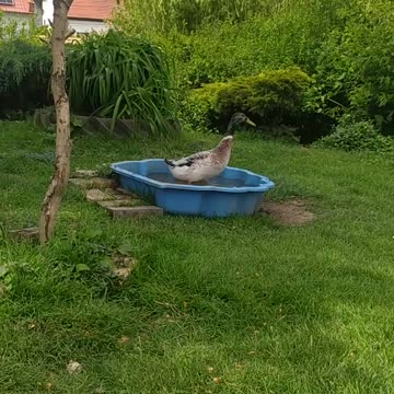 Lucky Luke is taking a bath