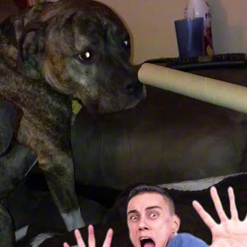 Dogs confused with sound