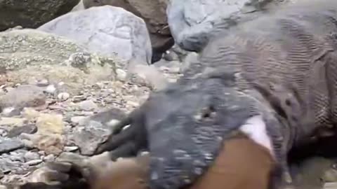 Gaint Komodo Dragon Animals Videos For Kids