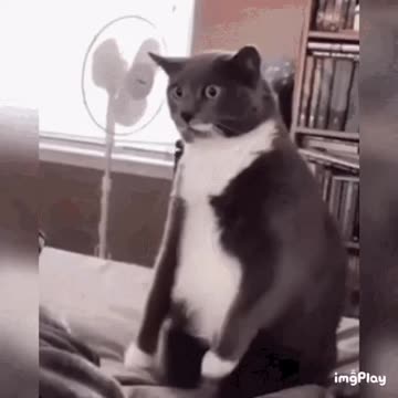 Cute Cat Gif