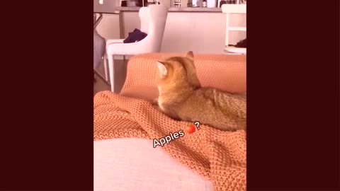 2022😂funniest dogs and cats_