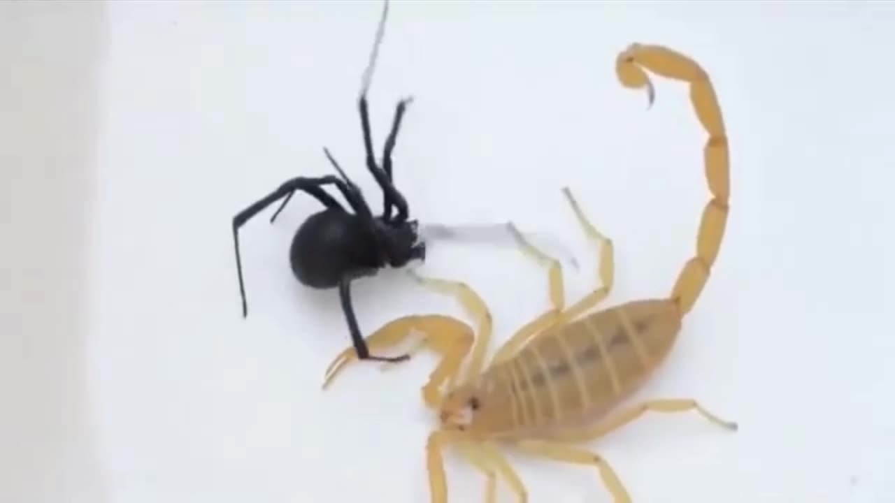 when the scorpion faces the black widow