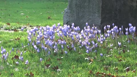 Tankar i Stadsparken och krokusen blommar. Helsingborg 16 Okt. 2017