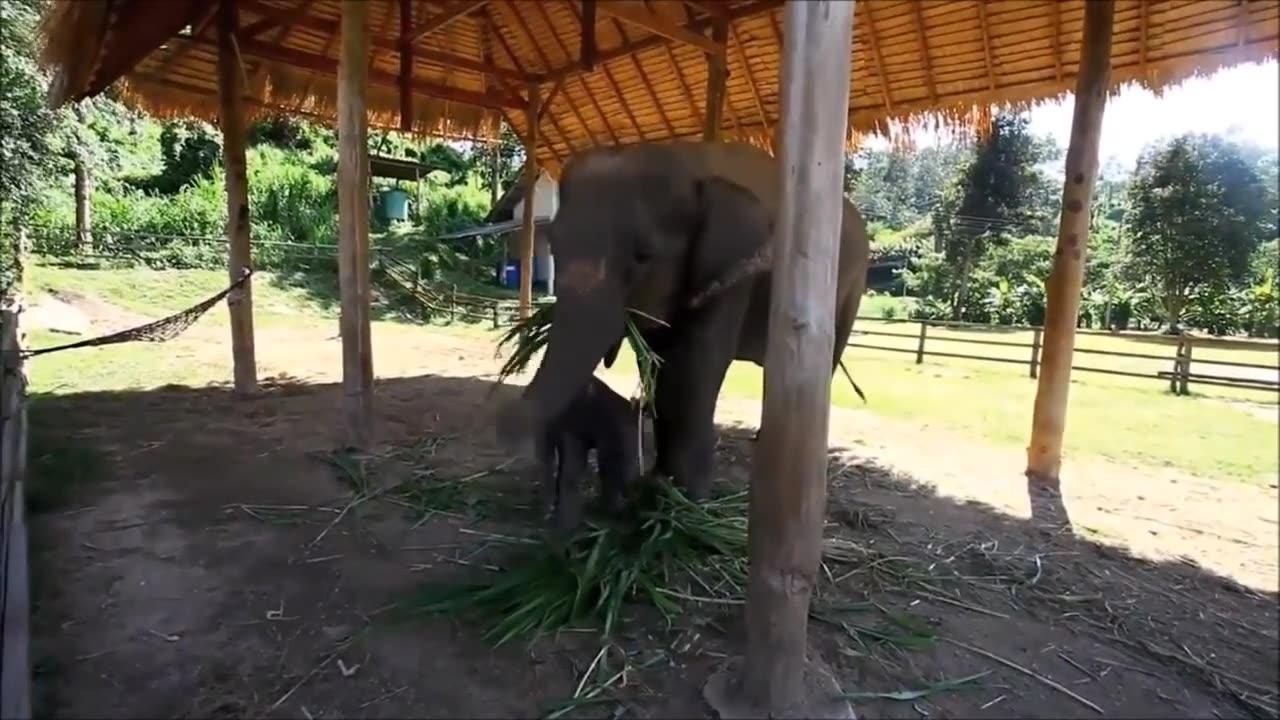 Baby elephant got scared #elephant #funny