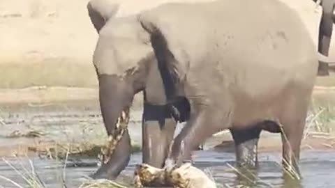 ELEPHANT KILLS CROCODILE